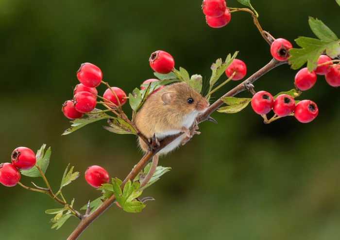Mouse on a branch with red berries
