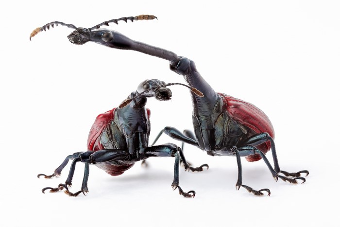 Two giraffe weevils on white background