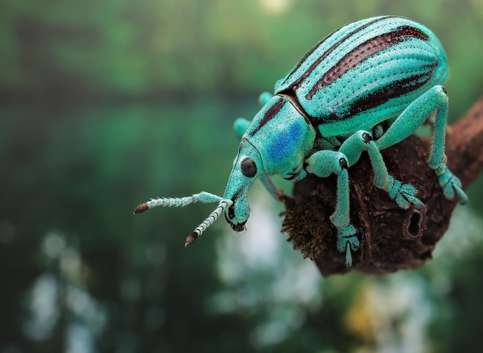 Eupholus cuvieri beetle on a branch
