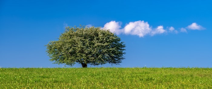 4K, 5K, 6K, Sky, Grasslands, Panorama, Trees, Clouds, Grass, HD ...