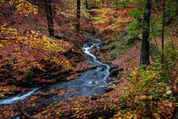 4K, 5K, Germany, Dresden, Autumn, Parks, Stones, Foliage, Stream ...