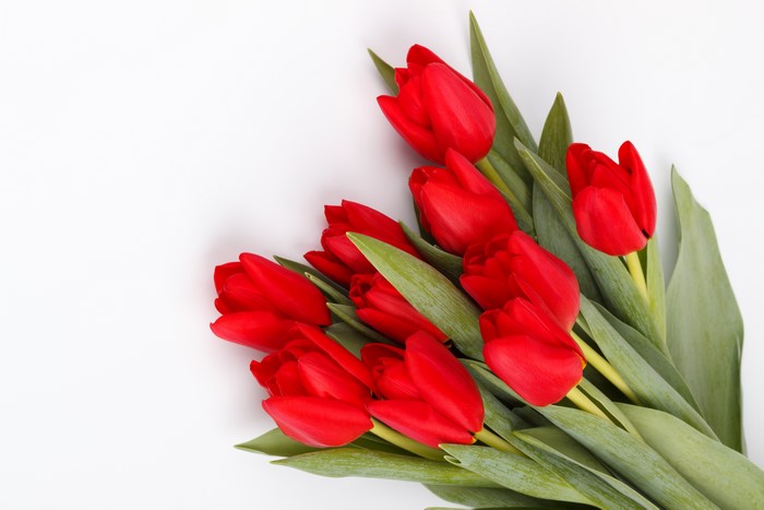 Red Tulips on White Background