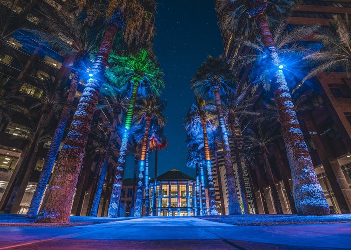 Palm trees lit with colorful lights at night in Midtown Phoenix