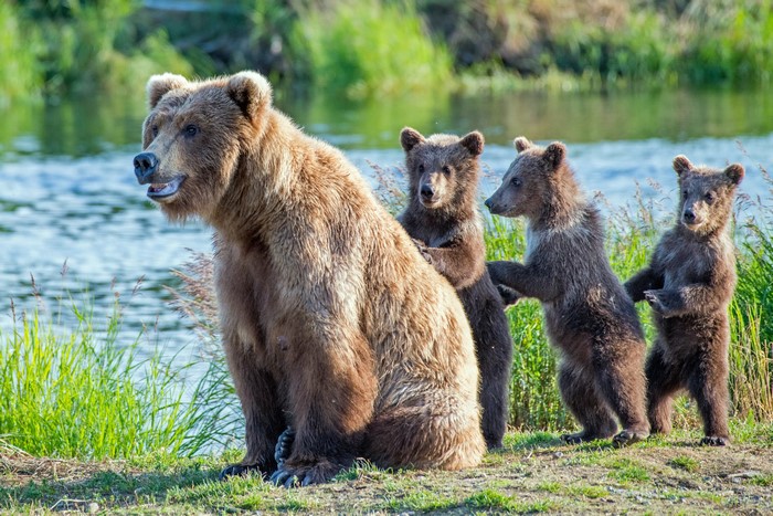 Mother Brown Bear with Three Cubs by Water