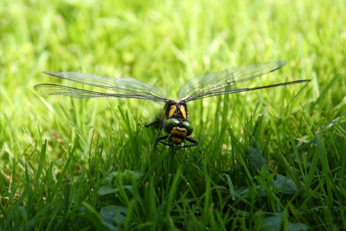 Dragonfly on green grass, close-up