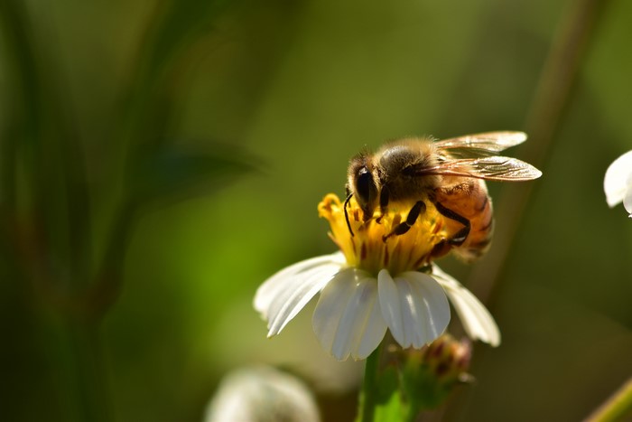 Bee on a white flower with bokeh background