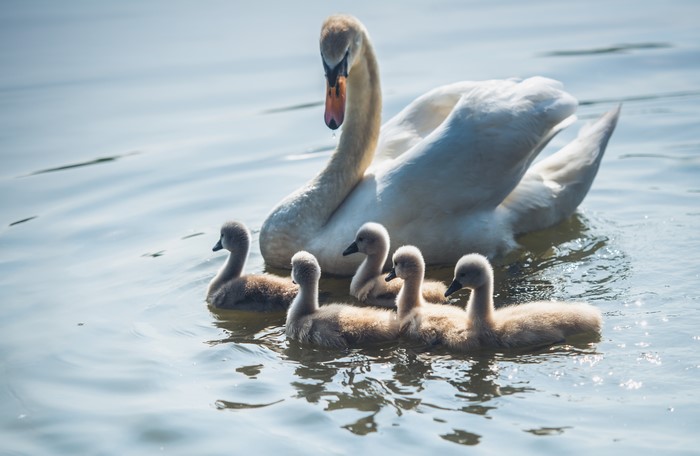 Mother Swan and Cygnets Swimming