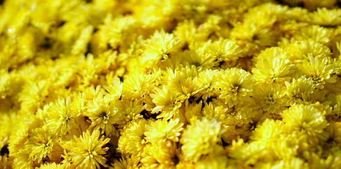 Many yellow chrysanthemums in close-up