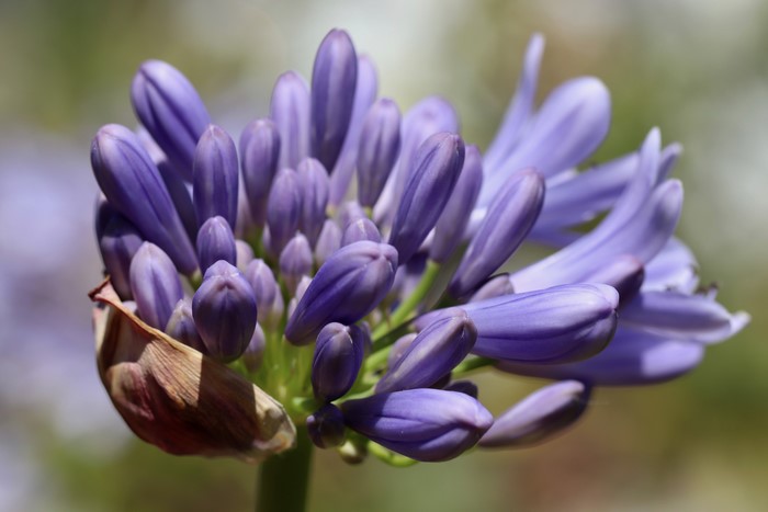 Agapanthus flower buds with bokeh