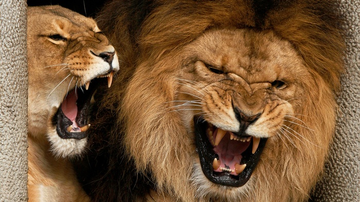 Two lions roaring with mouths open