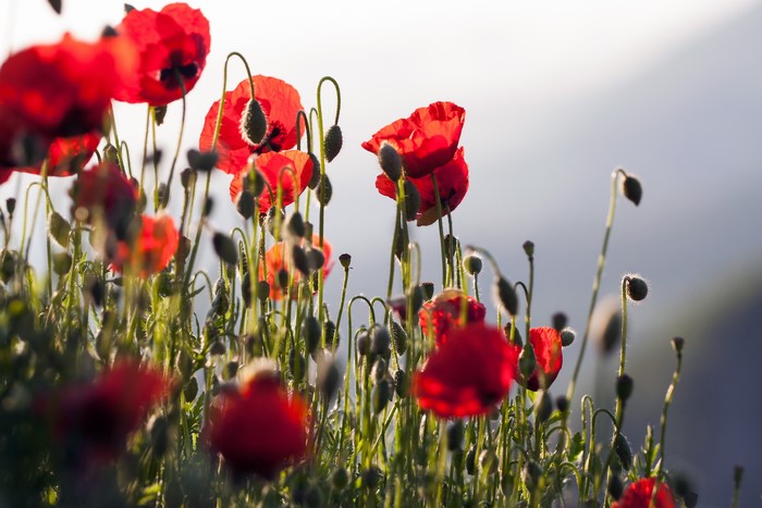 Field of red poppies with buds in soft light