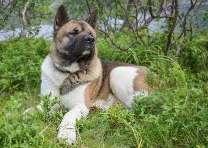 American Akita dog lying in grass