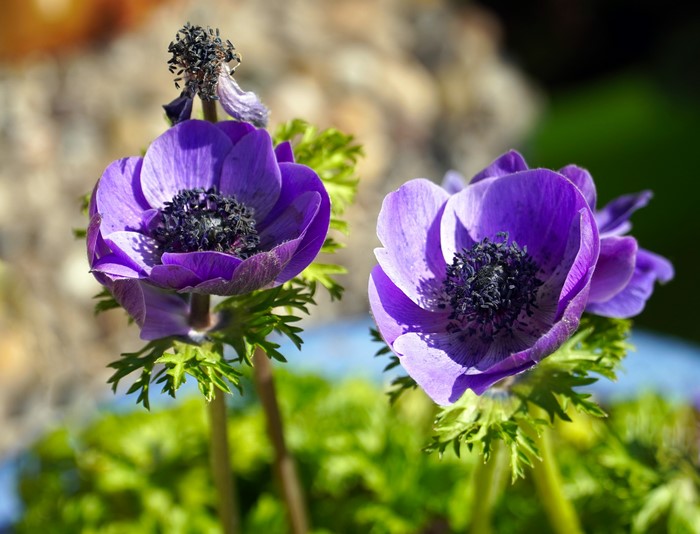 4K Closeup of Violet Anemones with Bokeh