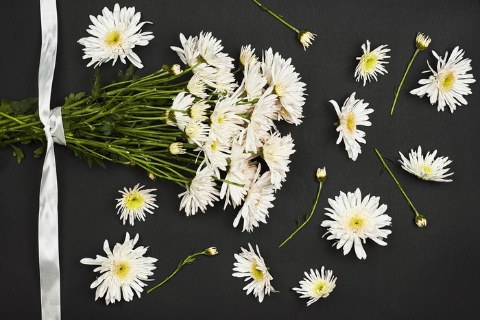 White Chrysanthemums with Ribbon on Gray Background