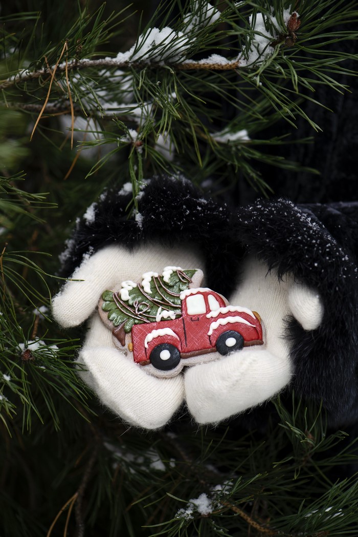 Christmas cookie in hands with pine branches