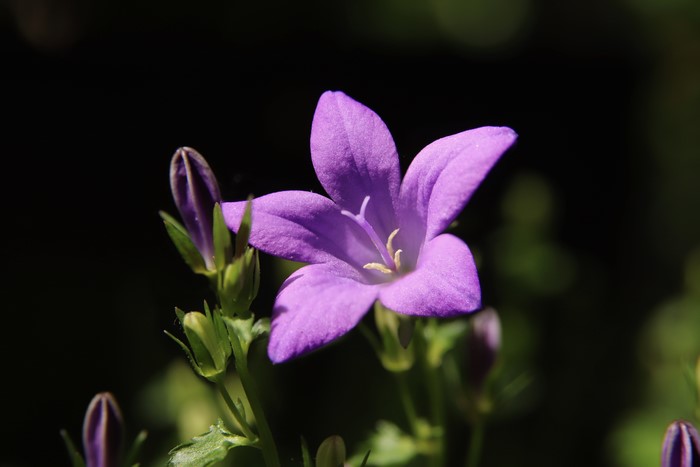 Purple Bellflower with Buds