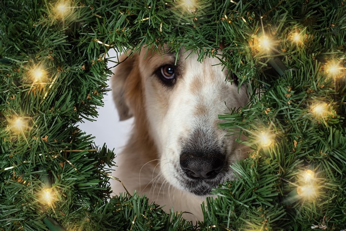 Dog peeking through Christmas wreath with fairy lights