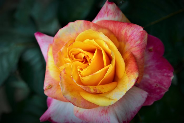 Yellow and Pink Rose Closeup