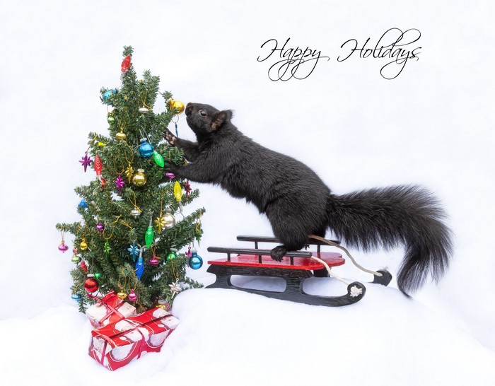 Black Squirrel Decorating Christmas Tree on Sled