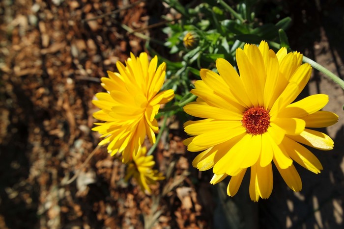 Yellow Calendula Flowers with Red Center