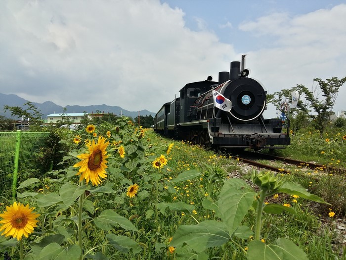 Steam Locomotive with South Korean Flag and Sunflowers