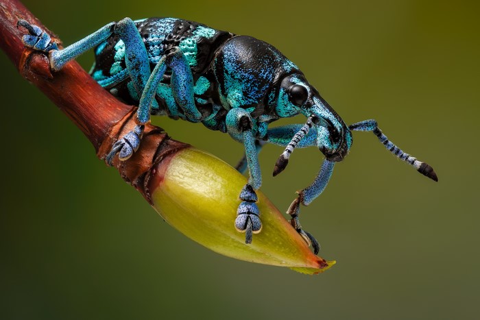 Eupholus linnei beetle on a branch