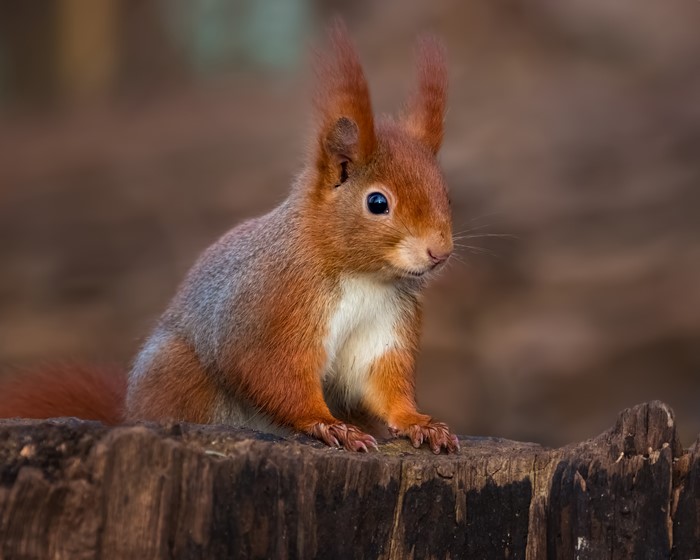 Red squirrel sitting on a tree stump