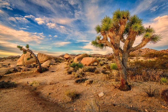 Joshua Tree National Park with Joshua Trees and Rocks