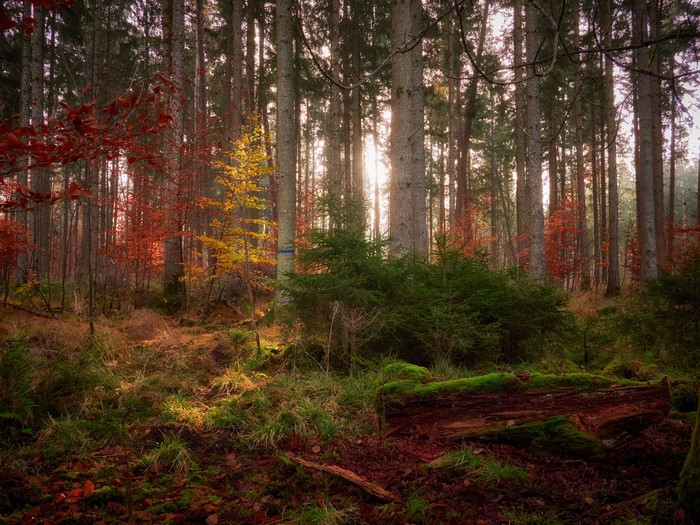 Autumn forest with sunbeams and mossy log