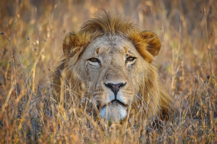 Lion peeking through tall dry grass