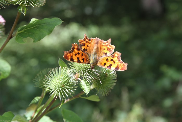 Small tortoiseshell butterfly on a thistle