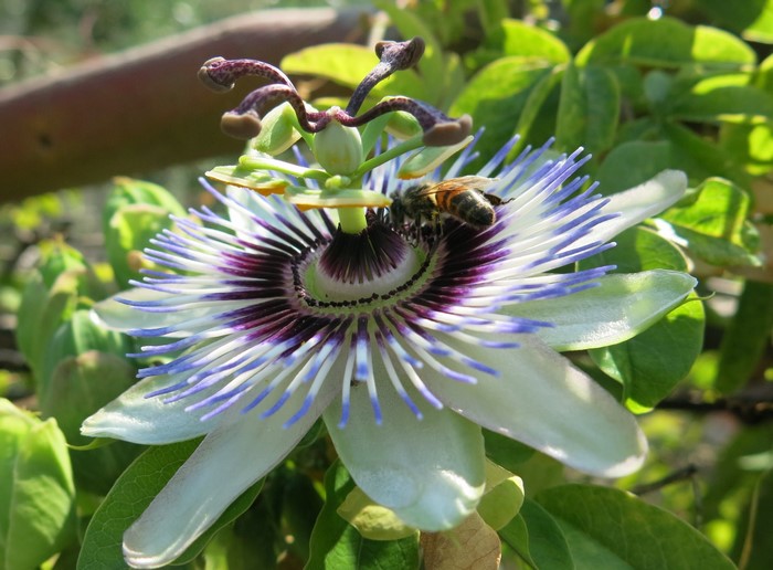 Bee on a Passion Flower
