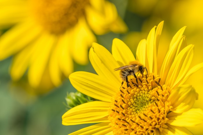 Bee on a yellow flower with bokeh