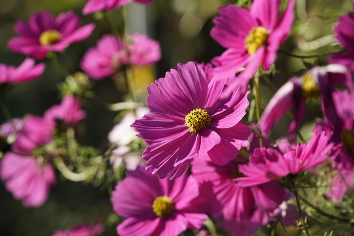 Pink Cosmos flowers with Bokeh