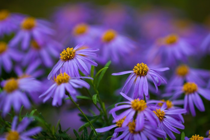Purple daisies with yellow centers and bokeh