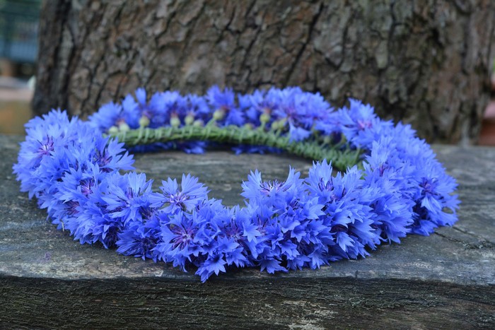 Cornflower Wreath on Wooden Surface