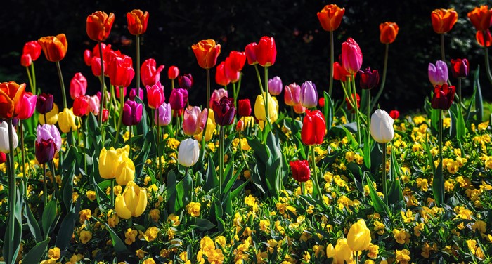 Multicolor Tulips and Yellow Flowers