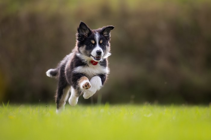 Border Collie puppy running on grass