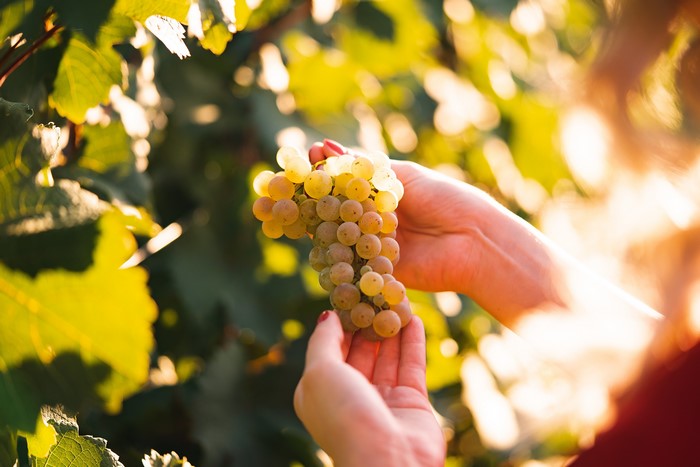 Hands holding white grapes in a vineyard