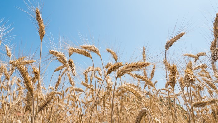 Wheat field under a clear blue sky