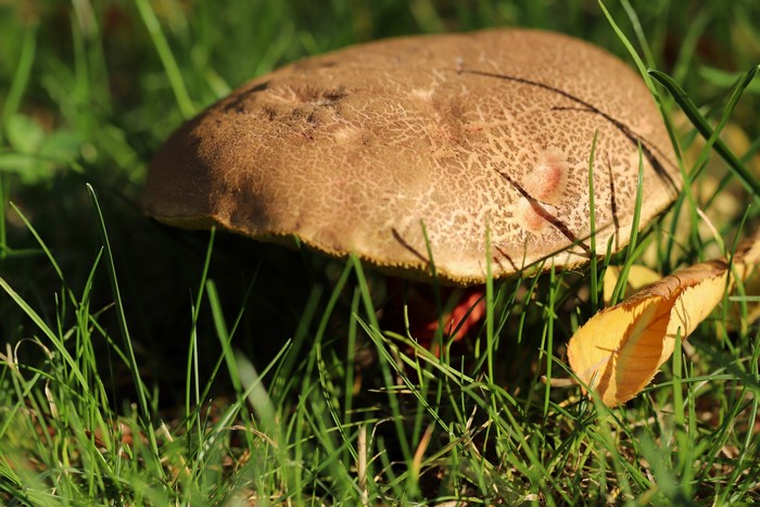 Mushroom in grass with fallen leaf