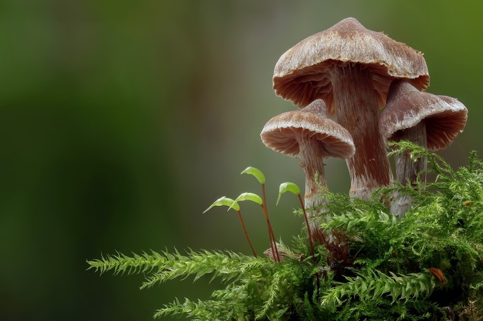 Mushrooms and moss in nature, closeup