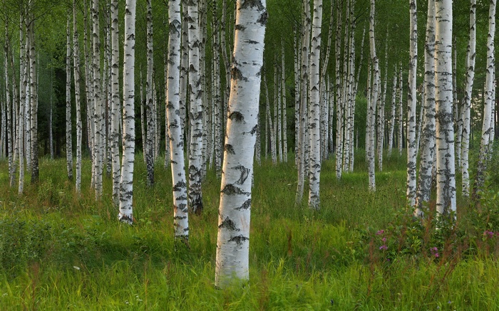 A dense forest of birch trees with green grass