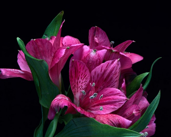 Close-up of pink Alstroemeria flowers on black background