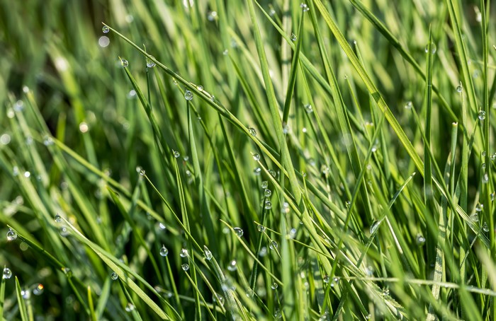 Grass with dew drops and bokeh