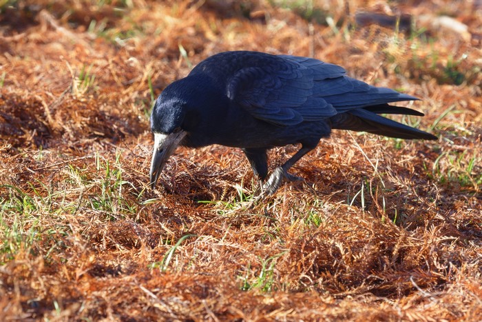 A black crow pecks at the ground covered in dry leaves