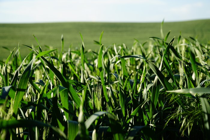 Green grass field with bokeh