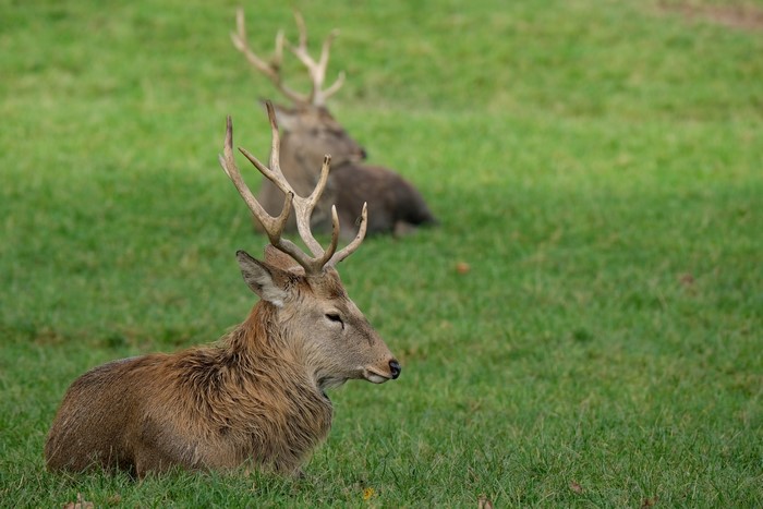 Deer lying on grass with antlers