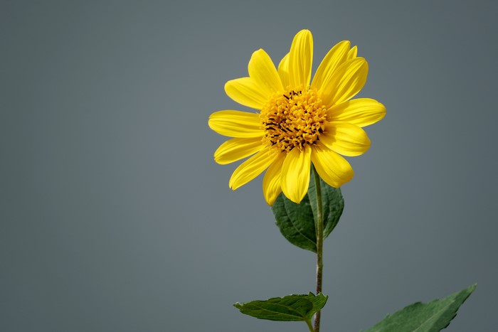Yellow Jerusalem artichoke flower on gray background