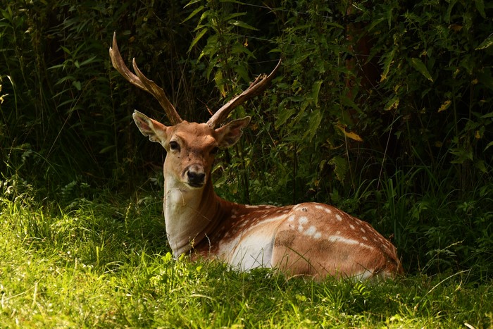 Deer with horns lying in grass